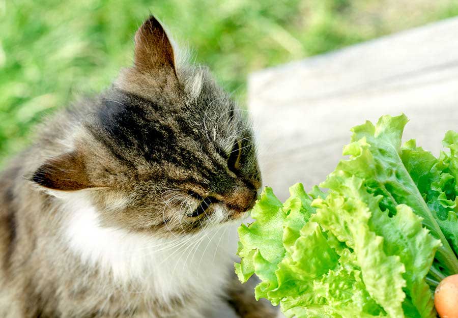 My cat eats on sale lettuce